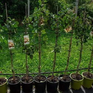 Pistácia – Pistacia Vera ´PETERS´- SAMČEK – výška 100-140 cm, obvod kmeňa: 4/6 cm, kont. C10L (-12°C)